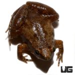 Painted Chorus Frog For Sale - Underground Reptiles