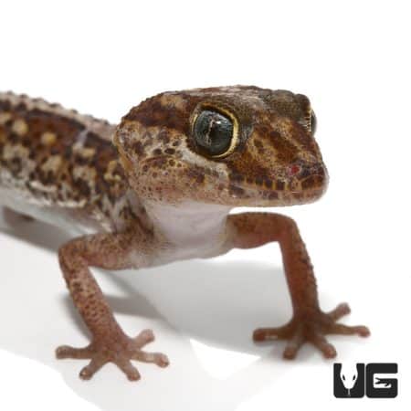 Adult Normal Panther Geckos For Sale - Underground Reptiles