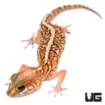 Panther Geckos (Paroedura pictus) For Sale - Underground Reptiles