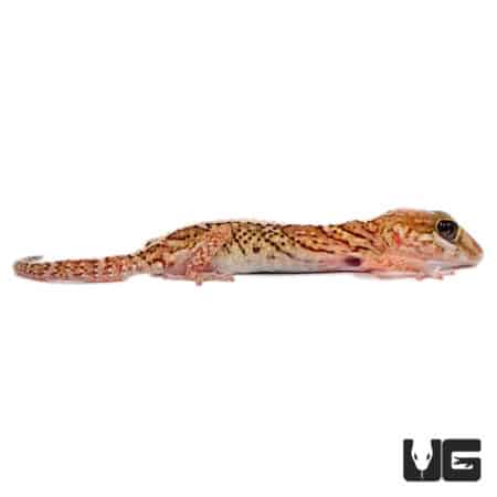 Panther Geckos (Paroedura pictus) For Sale - Underground Reptiles