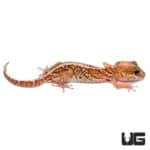 Panther Geckos (Paroedura pictus) For Sale - Underground Reptiles