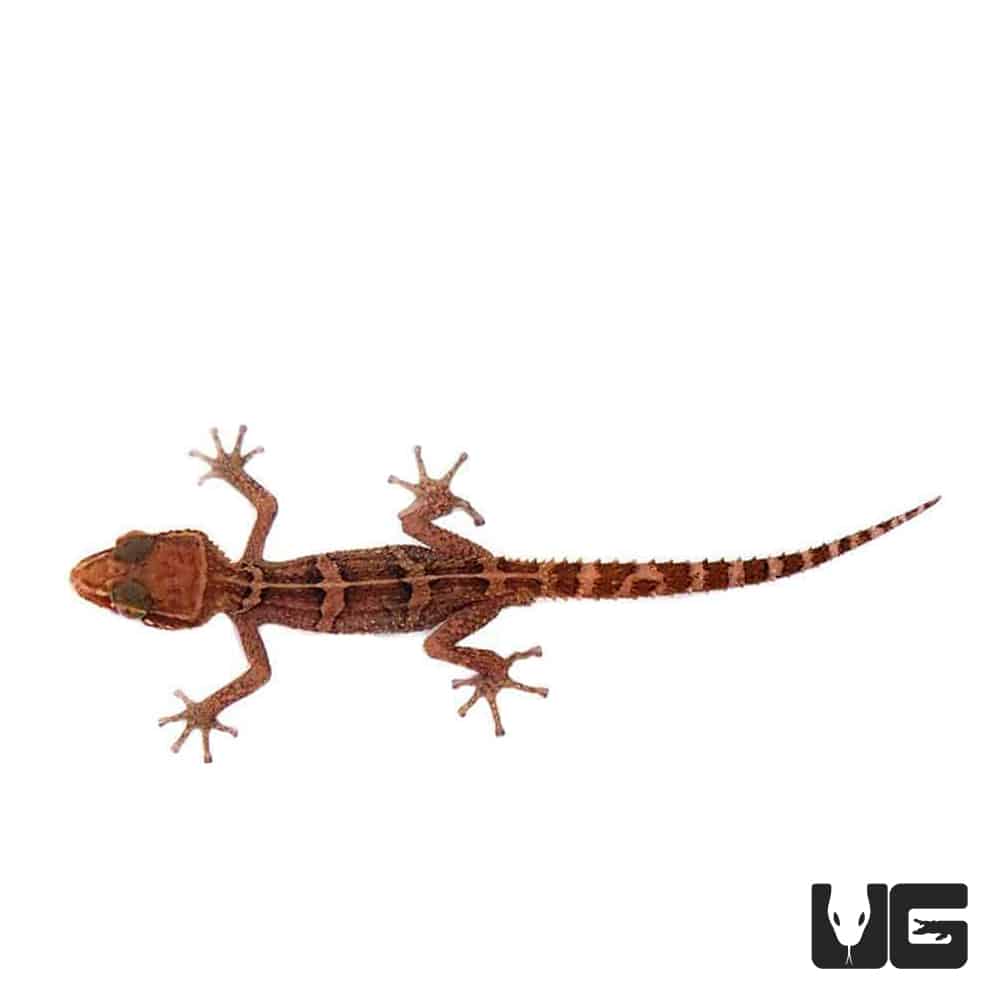 Paroedura Stumpffis (Paroedura gracilis) For Sale Underground Reptiles