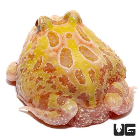 Pastel Albino Pacman Frog For Sale - Underground Reptiles