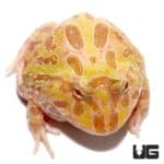 Pastel Albino Pacman Frog For Sale - Underground Reptiles