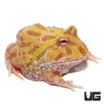 Pastel Albino Pacman Frog For Sale - Underground Reptiles