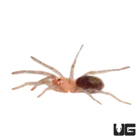 Peruvian Blue Zebra Tarantula (HOMOEOMMA SP BLUE) For Sale - Underground Reptiles