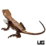 Peruvian Dead Leaf Lizards For Sale - Underground Reptiles
