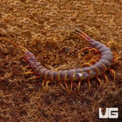 Peruvian Giant Centipede (Scolopendra galapagoensis) For Sale - Underground Reptiles