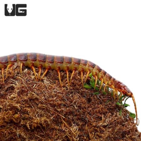 Peruvian Giant Centipede (Scolopendra galapagoensis) For Sale - Underground Reptiles