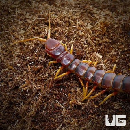 Peruvian Giant Centipede (Scolopendra galapagoensis) For Sale - Underground Reptiles