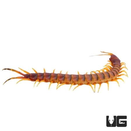 Peruvian Yellow Leg Centipede - Underground Reptiles