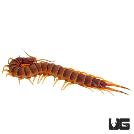 Peruvian Yellow Leg Centipede (Scolopendra robusta) For Sale - Underground Reptiles
