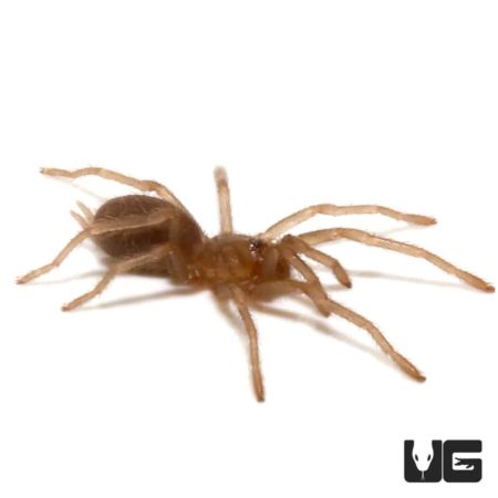 Philippine Tangerine Tarantula (Oprhanaecus philippinus) For Sale - Underground Reptiles