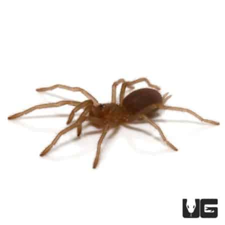 Philippine Tangerine Tarantula (Oprhanaecus philippinus) For Sale - Underground Reptiles