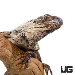 Pied Pectinatas For Sale - Underground Reptiles