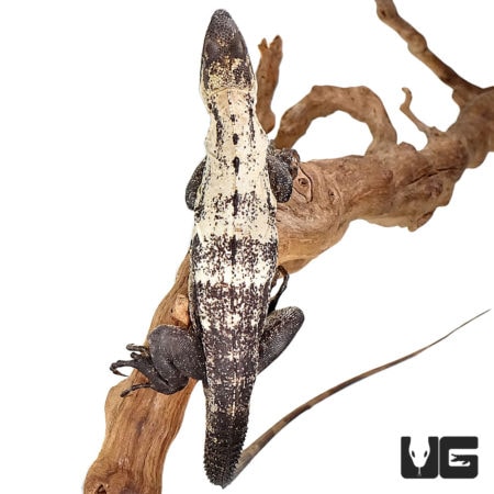 Pied Pectinatas For Sale - Underground Reptiles