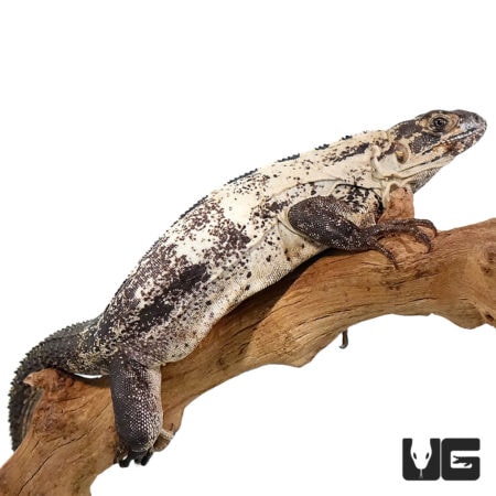 Pied Pectinatas For Sale - Underground Reptiles