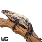 Pied Pectinatas For Sale - Underground Reptiles