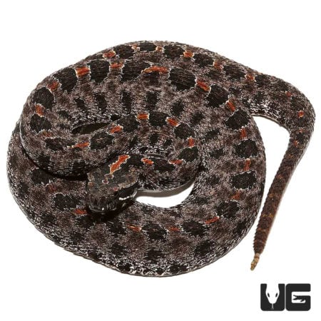 Pygmy Rattlesnake For Sale - Underground Reptiles