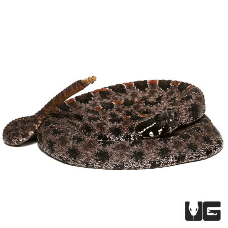 Pygmy Rattlesnake For Sale - Underground Reptiles