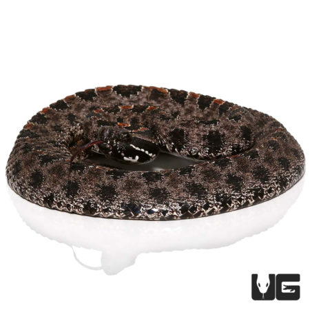 Pygmy Rattlesnake For Sale - Underground Reptiles