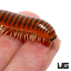 Pink Flat Millipede (Polydesmida) For Sale - Underground Reptiles