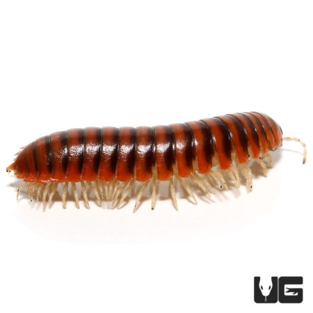Pink Flat Millipede (Polydesmida) For Sale - Underground Reptiles