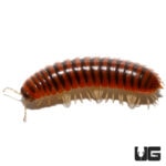 Pink Flat Millipede (Polydesmida) For Sale - Underground Reptiles