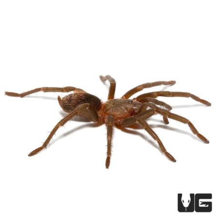 Piura Birdeater Tarantula (Theraphosinae sp Piura) For Sale - Underground Reptiles