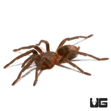 Piura Birdeater Tarantula (Theraphosinae sp Piura) For Sale - Underground Reptiles