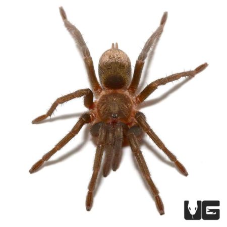 Piura Birdeater Tarantula (Theraphosinae sp Piura) For Sale - Underground Reptiles