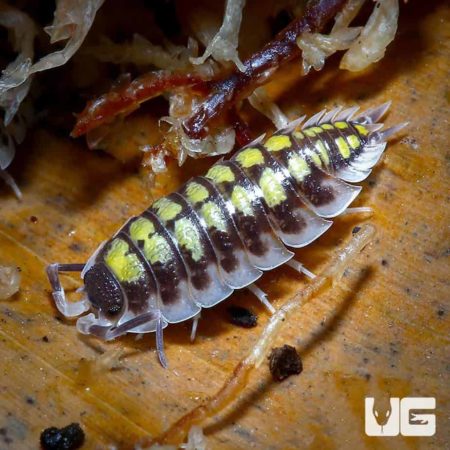 Porcellio Haasi High Yellow Isopods For Sale - Underground Reptiles