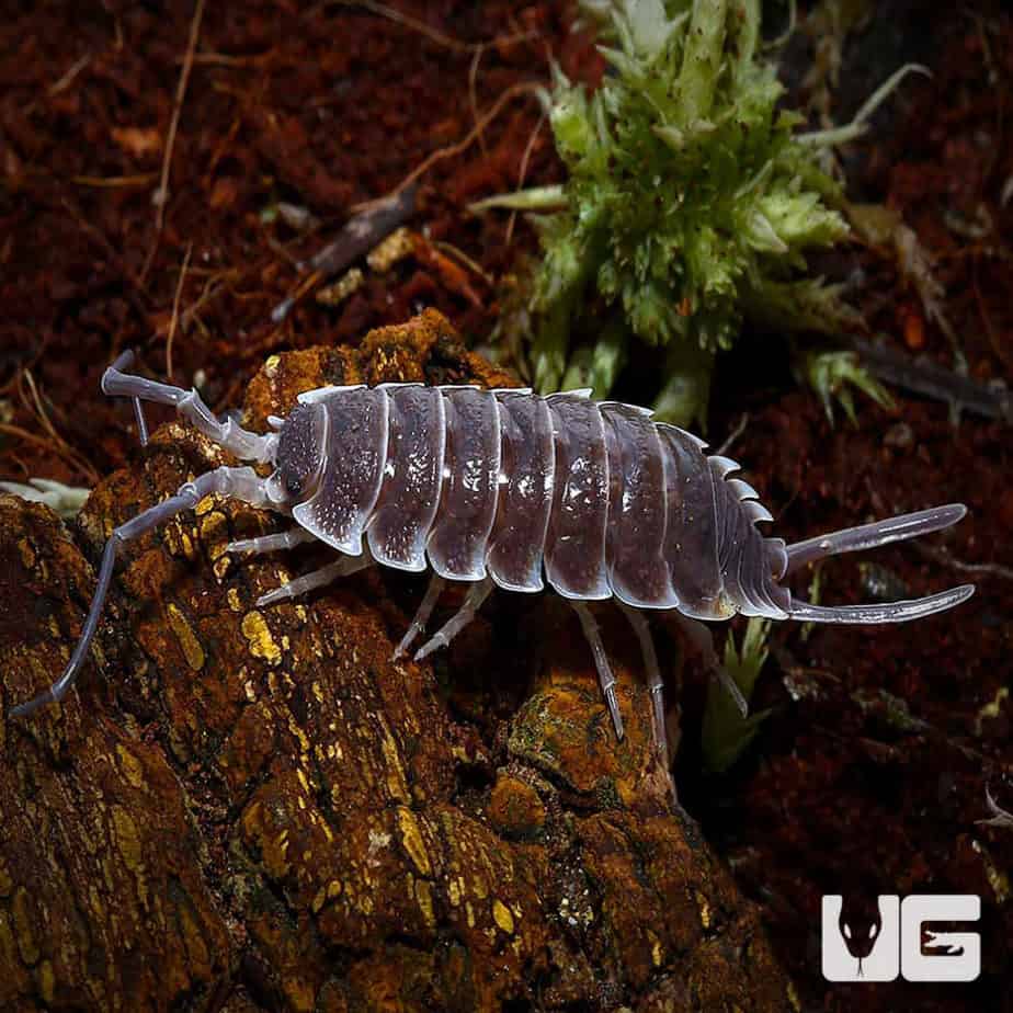 Porcellio Hoffmannseggi Isopods Underground Reptiles