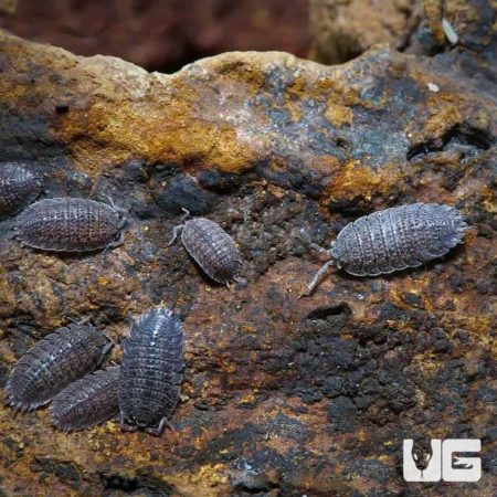 Porcellio Sp. Canare Spikey Isopods For Sale - Underground Reptiles