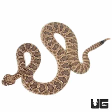 Prairie Rattlesnakes For Sale - Underground Reptiles