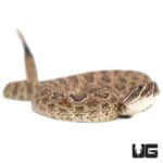 Prairie Rattlesnakes (Crotalus viridis) For Sale - Underground Reptiles
