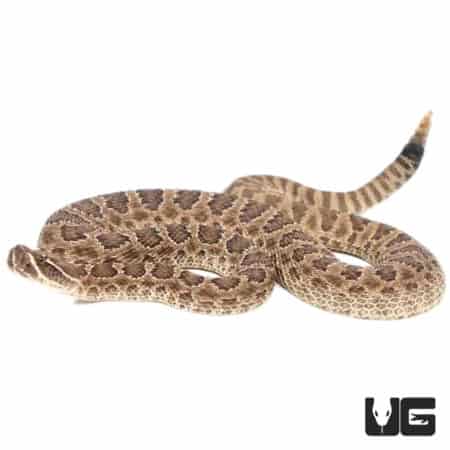 Prairie Rattlesnakes (Crotalus viridis) For Sale - Underground Reptiles