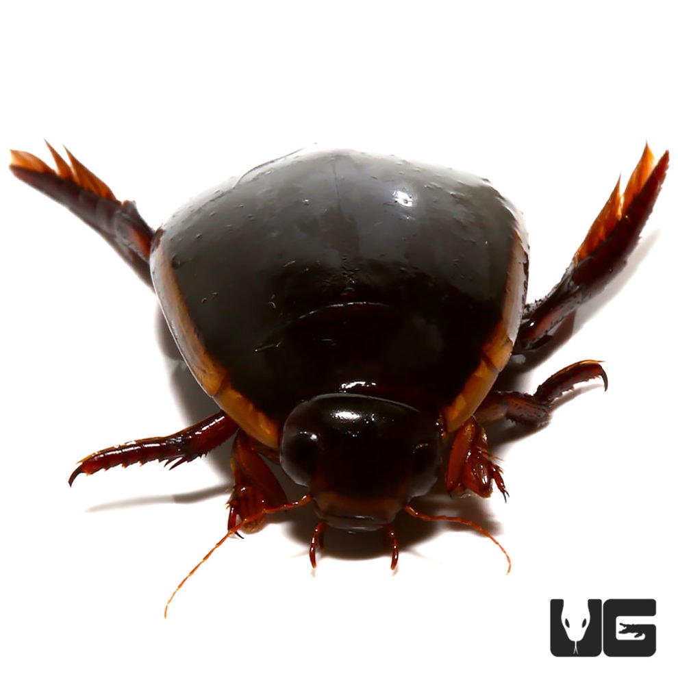 Predatory Diving Beetle Underground Reptiles