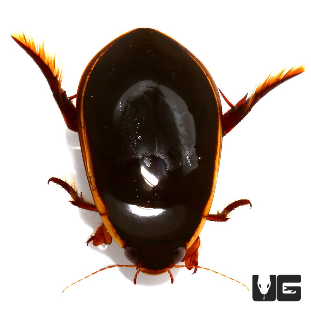 Predatory Diving Beetle Underground Reptiles