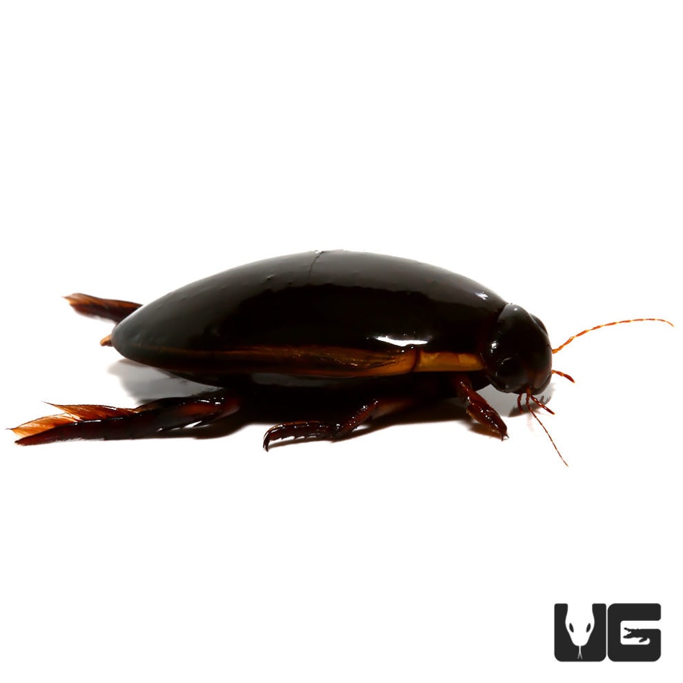 Predatory Diving Beetle Underground Reptiles
