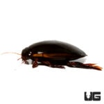 Predatory Diving Beetle (Dytiscidae)  For Sale - Underground Reptiles