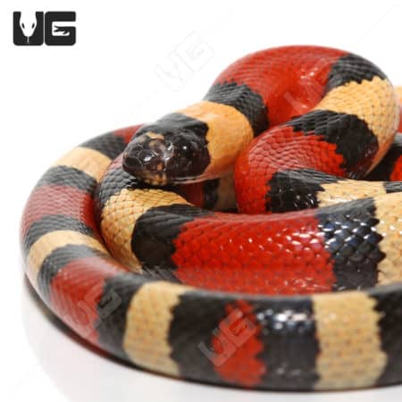 Baby Pueblan Milksnakes (Lampropeltis triangulum campbelli)  For Sale - Underground Reptiles