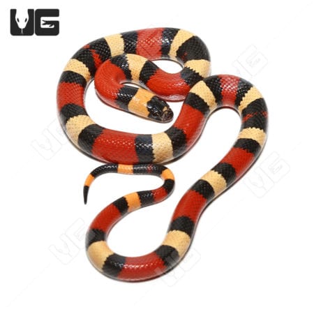 Baby Pueblan Milksnakes (Lampropeltis triangulum campbelli)  For Sale - Underground Reptiles