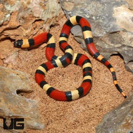 Baby Pueblan Milksnakes (Lampropeltis triangulum campbelli)  For Sale - Underground Reptiles