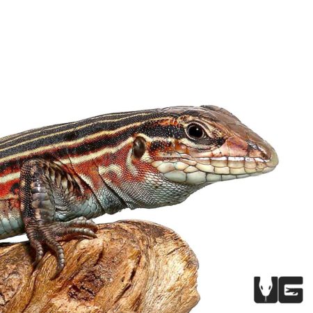 Rainbow Racerunner Lizards For Sale - Underground Reptiles