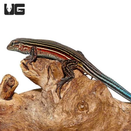 Rainbow Racerunner Lizards For Sale - Underground Reptiles