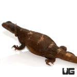 Red And Black Chuckwallas For Sale - Underground Reptiles