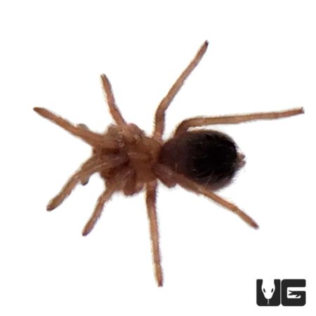 Red Birdeater Tarantula (Lasiodora difficilis) For Sale - Underground Reptiles