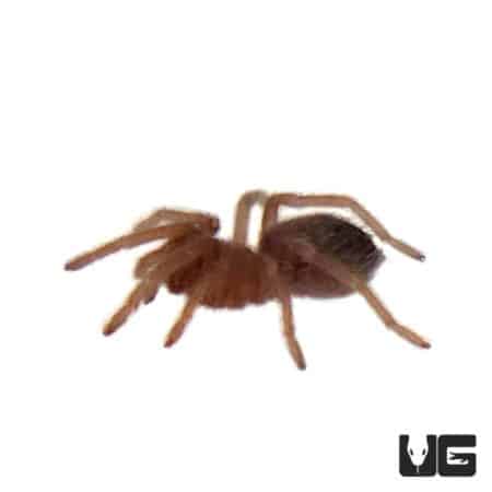 Red Birdeater Tarantula (Lasiodora difficilis) For Sale - Underground Reptiles