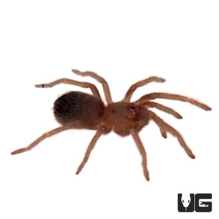Red Birdeater Tarantula (Lasiodora difficilis) For Sale - Underground Reptiles